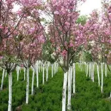青州市万绿花卉苗木专业合作社