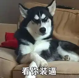 哈士奇的表演时间到了你准备好了吗