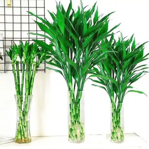 富贵竹水养水培植物转运竹室内绿植花卉客厅办公室观音竹盆栽包邮