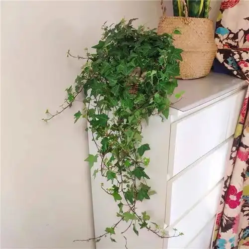 9种高档花,叶子美如画,客厅光照不佳,也能全年开花