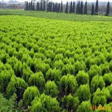 园林花卉绿化苗木价格园林花卉绿化苗木批发园林花卉绿化苗木厂家hc360慧聪网