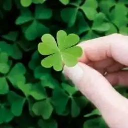 幸运草头像四叶草清新的微信头像