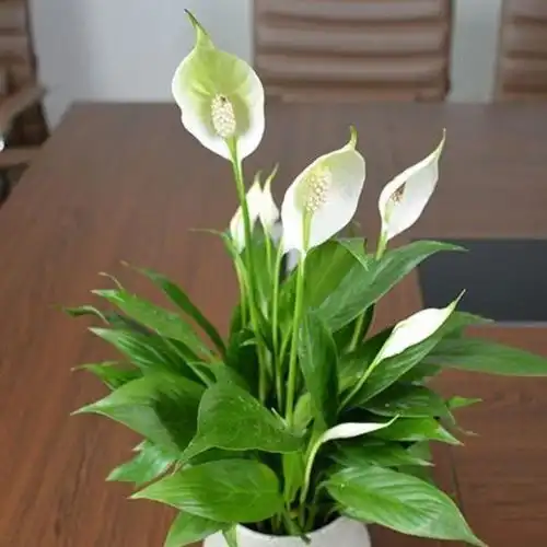 5种花养在家里,一整年都有好运气,花开美翻天,大家都抢着买
