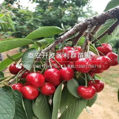 5公分樱桃树苗5公分樱桃树苗价格多少-黄页88网
