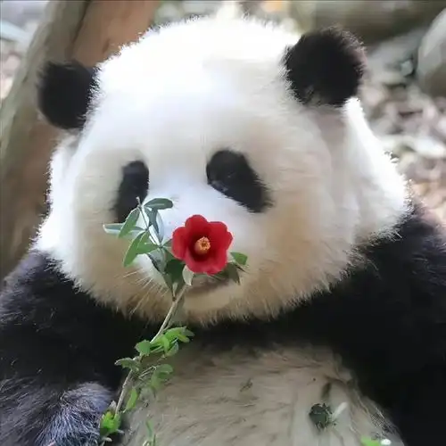 国宝熊猫花花圈粉无数还不认识的快戳
