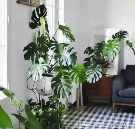 如何让绿植提升你家里的格调