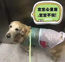 汪这衣服太丑,我不要穿出去...