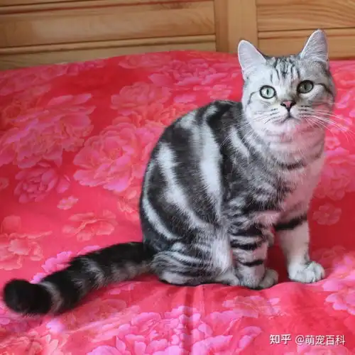 美短猫常见的7种颜色,和罕见的5种颜色,你知道几种