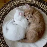 求一对猫猫狗狗的卡通头像