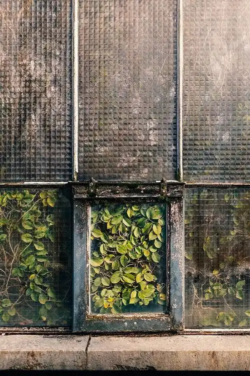 意想不到的摄影作品,来自温室里的油画