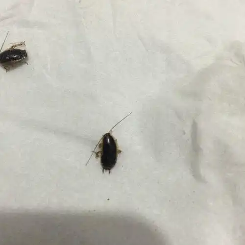 这是什么虫咬人吗还会爬到床上,恶心的不敢睡,还会爬到墙上,急
