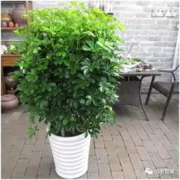 家庭园艺︱让你的客厅绿意满满华东常见室内绿植简介五