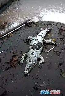 眉山多地发现食人鳄新浪图片