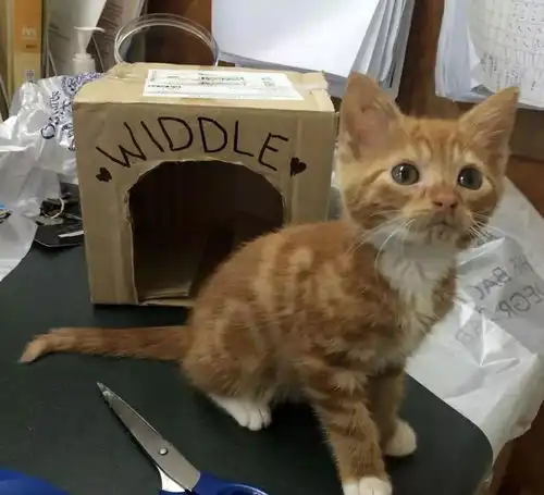 身为橘猫,却永远长不大,这只小奶橘也太好吸了吧