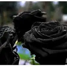 玫瑰花语手工制作方法大全
