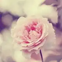 微信头像风景唯美意境花朵微信头像图片大全