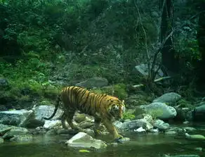 statecouncilofficialreiteratesstanceagainstrhino,tigerpartstrade