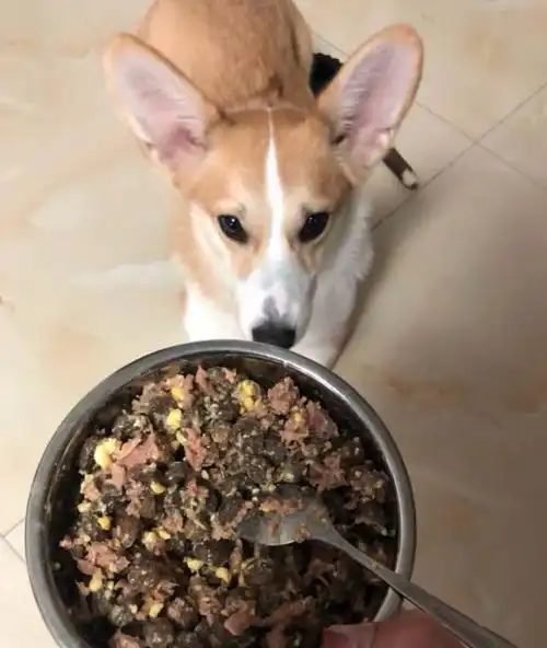 饭点到了还不开饭狗子怒摔饭碗我要这破碗有何用
