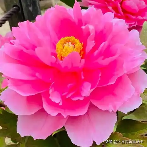 分享图片花中贵族,端庄大气,优雅迷人的牡丹花,风云t8
