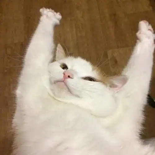 逮到一只杀手猫,请问要不要打妖妖零啊
