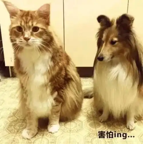 当初巴掌大的猫咪,怎么长着长着就比狗狗大了