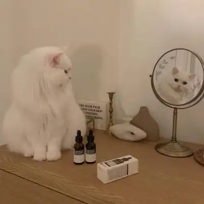 林川猫咪微信头像可爱柔软
