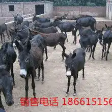 黄页88网