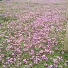青州春雨花卉苗木合作社