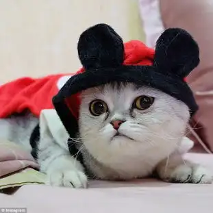 宠物猫一脸忧郁扮相时髦走红网络