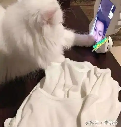 李晨晒萌宠4小只求选个冠军,网友心中的女王只有范冰冰
