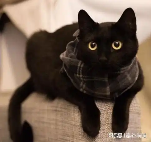 收养一窝黑猫,下班后回家一看,男主气得哭晕在街头