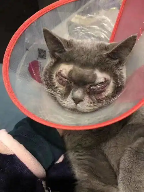 花万元给猫割双眼皮网友质疑不顾宠物的感受
