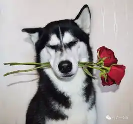厉害了我的网红二哈,你竟然治好了主人的自闭症