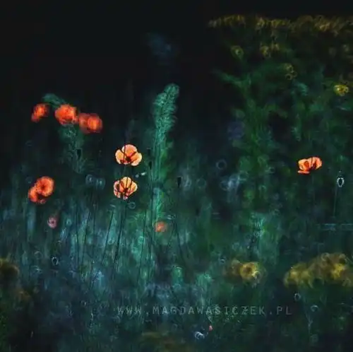 喜欢拍花花草草,又不愿被别人说老法师怎么破