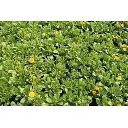 山一常年供应时令草花江苏时令草花时令草花供应