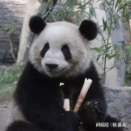 有一天,萌兰老了,不会整活了,大家还会喜欢他吗