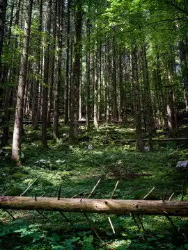 森林图片图源免费点击来源直接获取大图文件山林景观,阳光透过树林洒下摄影竖幅森林高清大图