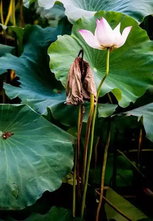 盛夏将去,情归荷处...