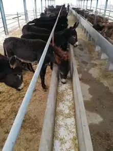 三粉肉食驴苗价格小驴驹多少钱一头德州种驴场