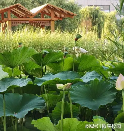 植物奇观并蒂莲再现陕西开放大学陕西工商职业学院