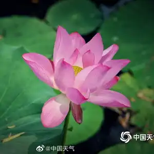 北京颐和园满池叠翠惊艳夏天