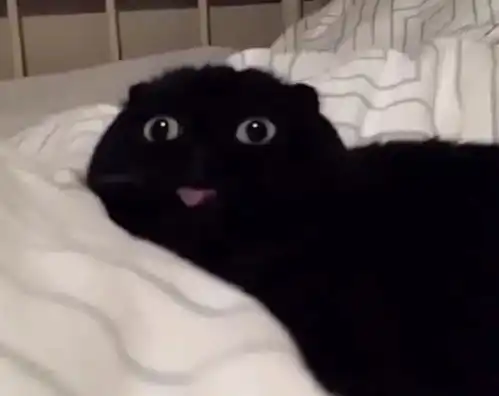黑猫看见主人给它拍照,它立马就变脸了,这样子也太可爱了