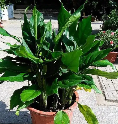 家中养这7种植物,辟邪冲煞生旺顺财,过年一定要养1盆