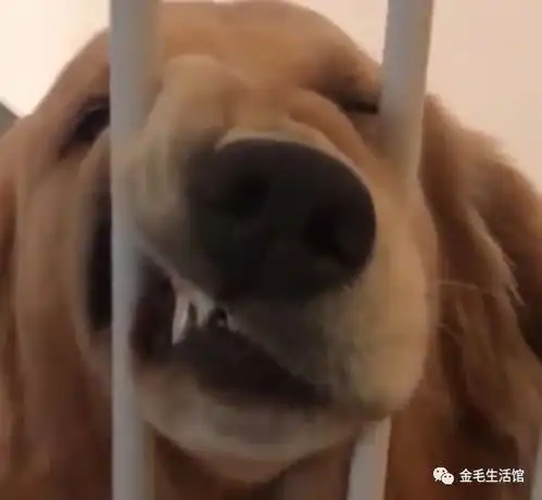 主人晒出金毛睡觉时的照片,大家都笑疯了这睡姿确定不是二哈