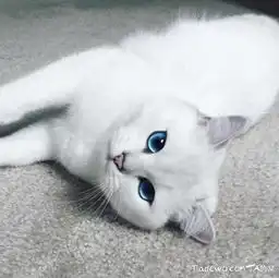 被誉为拥有世上最美双眼的猫咪coby