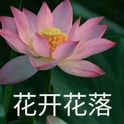 荷花头像带字图片微信头像荷花并配字
