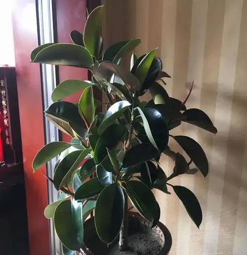 天气渐凉,6种花要穷养,水肥多了会伤根,多晒太阳植株壮