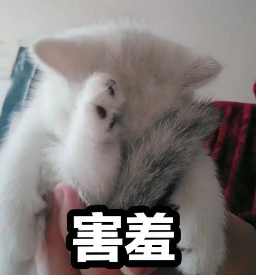 想卖猫,有什么靠谱渠道