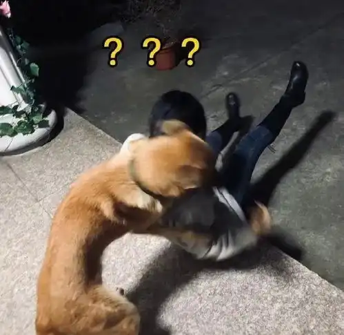 小姐姐惨遭狗狗锁喉,这就是不让狗子看手机的后果