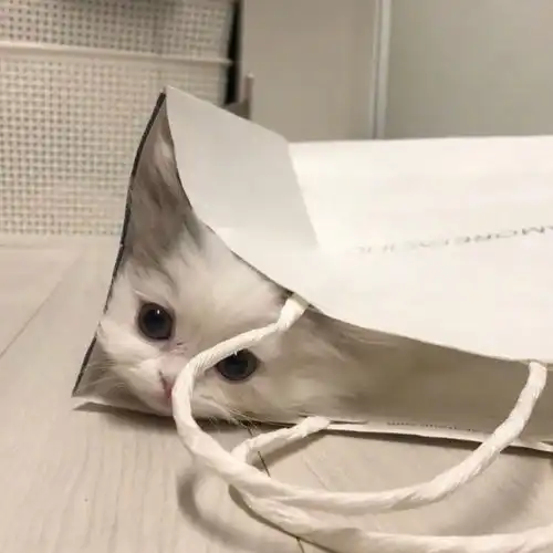 可爱猫咪头像总有一款猫头适合你